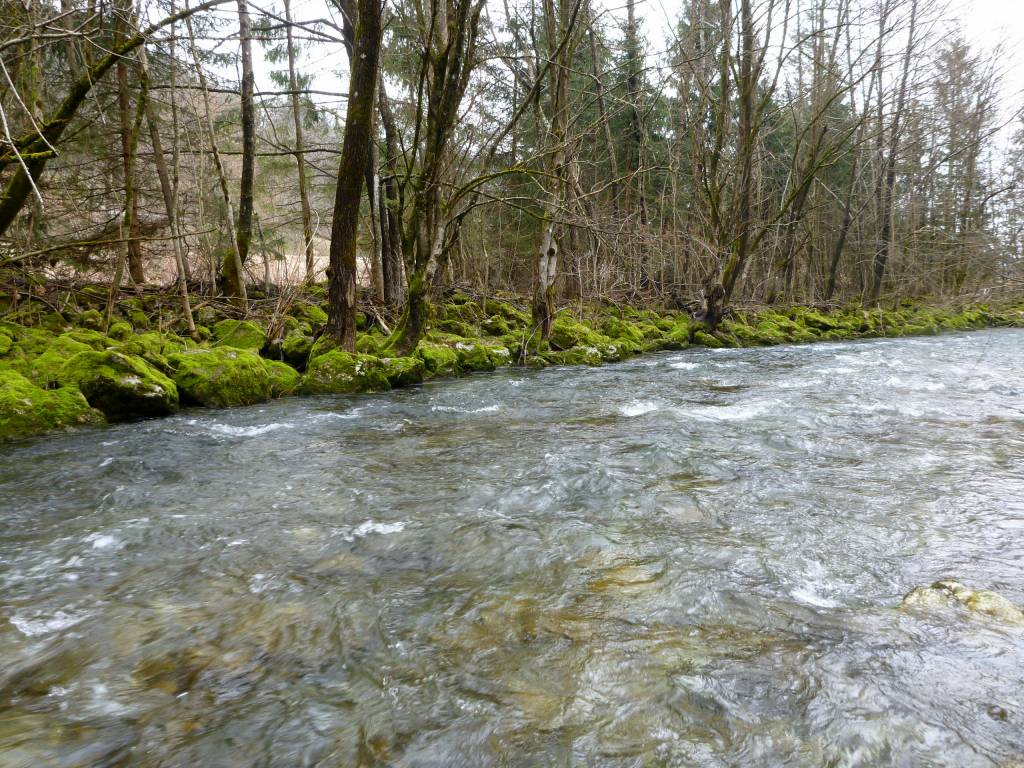 Lipovacka Reka Potok Lipnica - Ribiška družina Radovljica - Spletni nakup ribolovnih ...