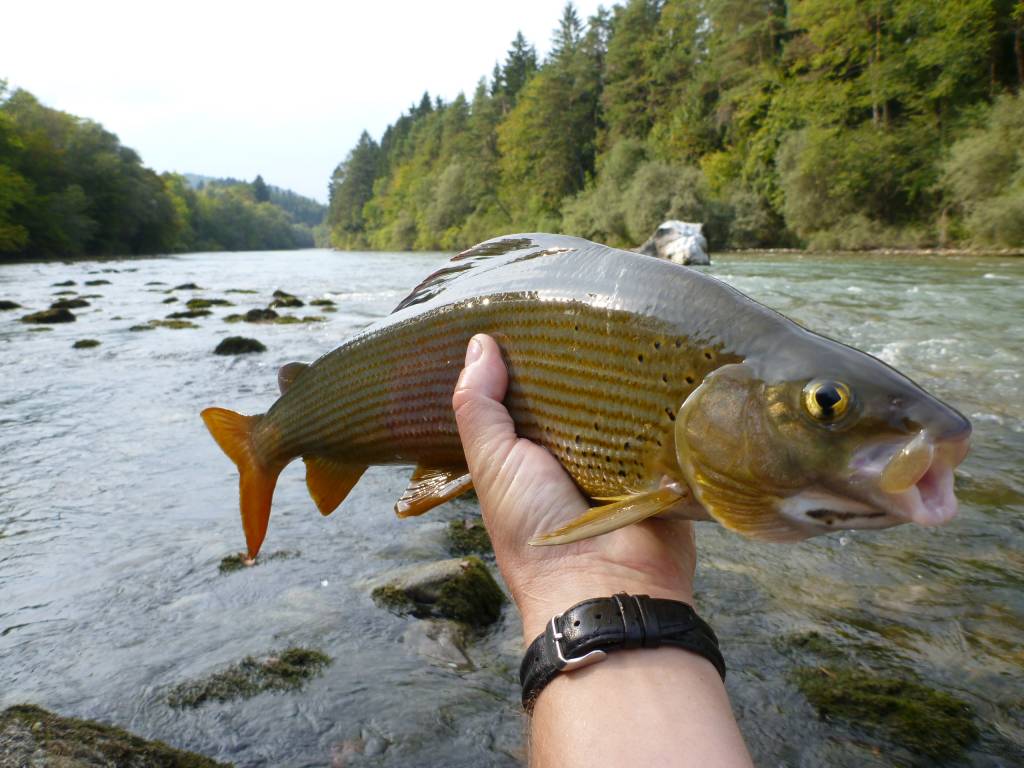 Sava Reka Bih Reka Sava (od Rakovnika do potočka pred izlivom Tržiške Bistrice v Savo ...