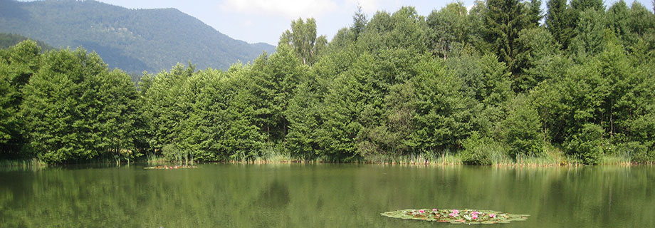 The pond Glinokop